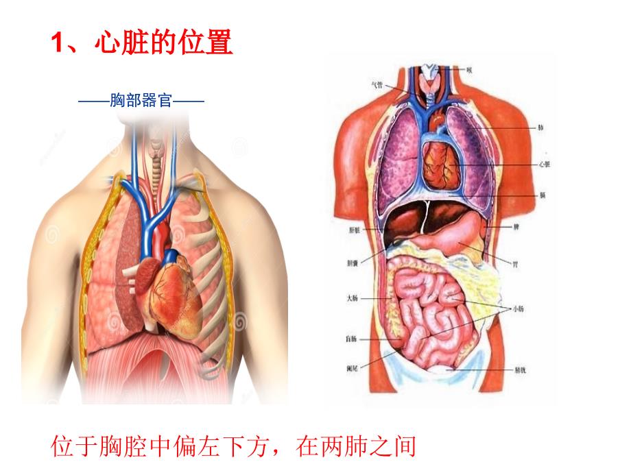 心脏的结构PPT_第2页