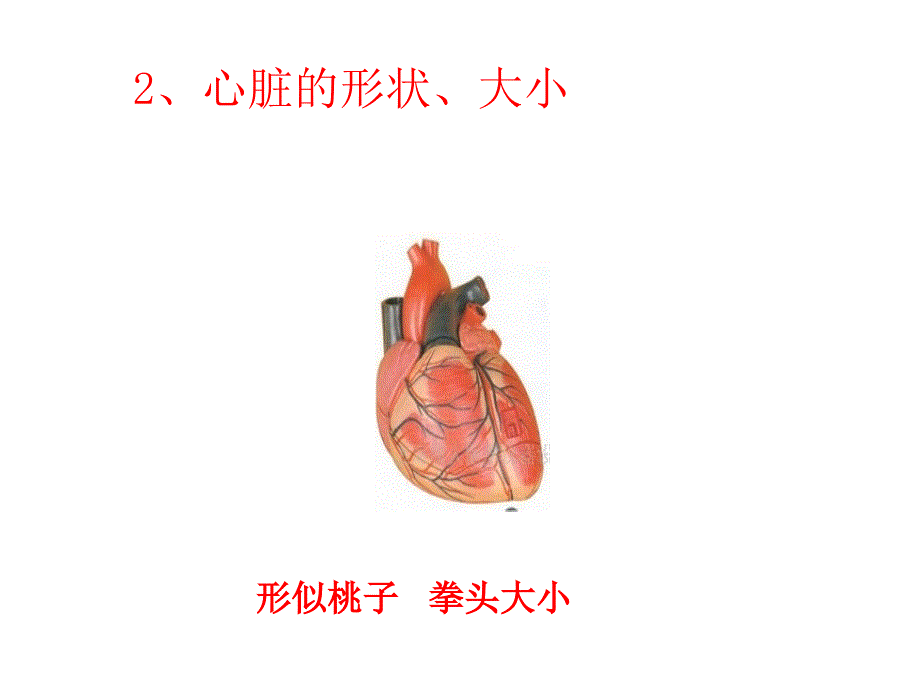 心脏的结构PPT_第3页