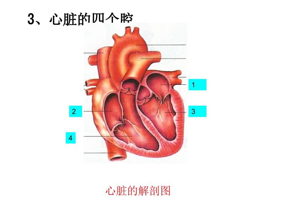 心脏的结构PPT_第4页