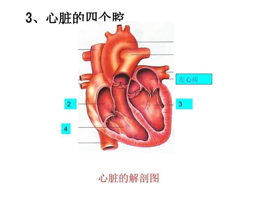 心脏的结构PPT_第5页