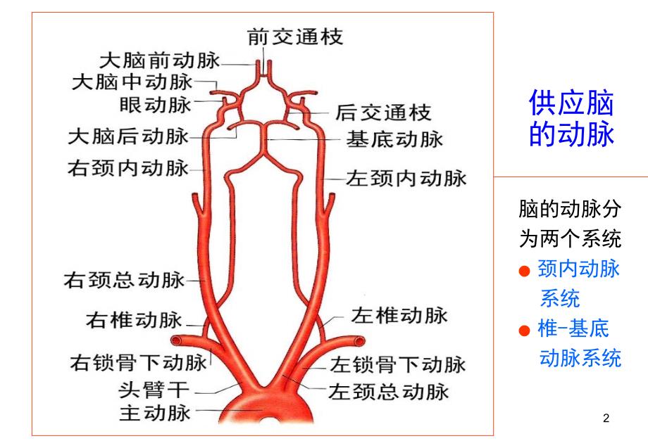 推荐精选外周动脉解剖简明图_第2页