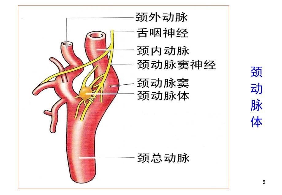 推荐精选外周动脉解剖简明图_第5页