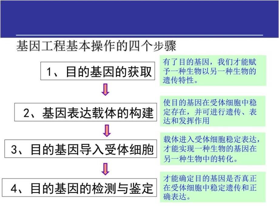 1.2基因工程的基本操作程序图文.ppt_第2页