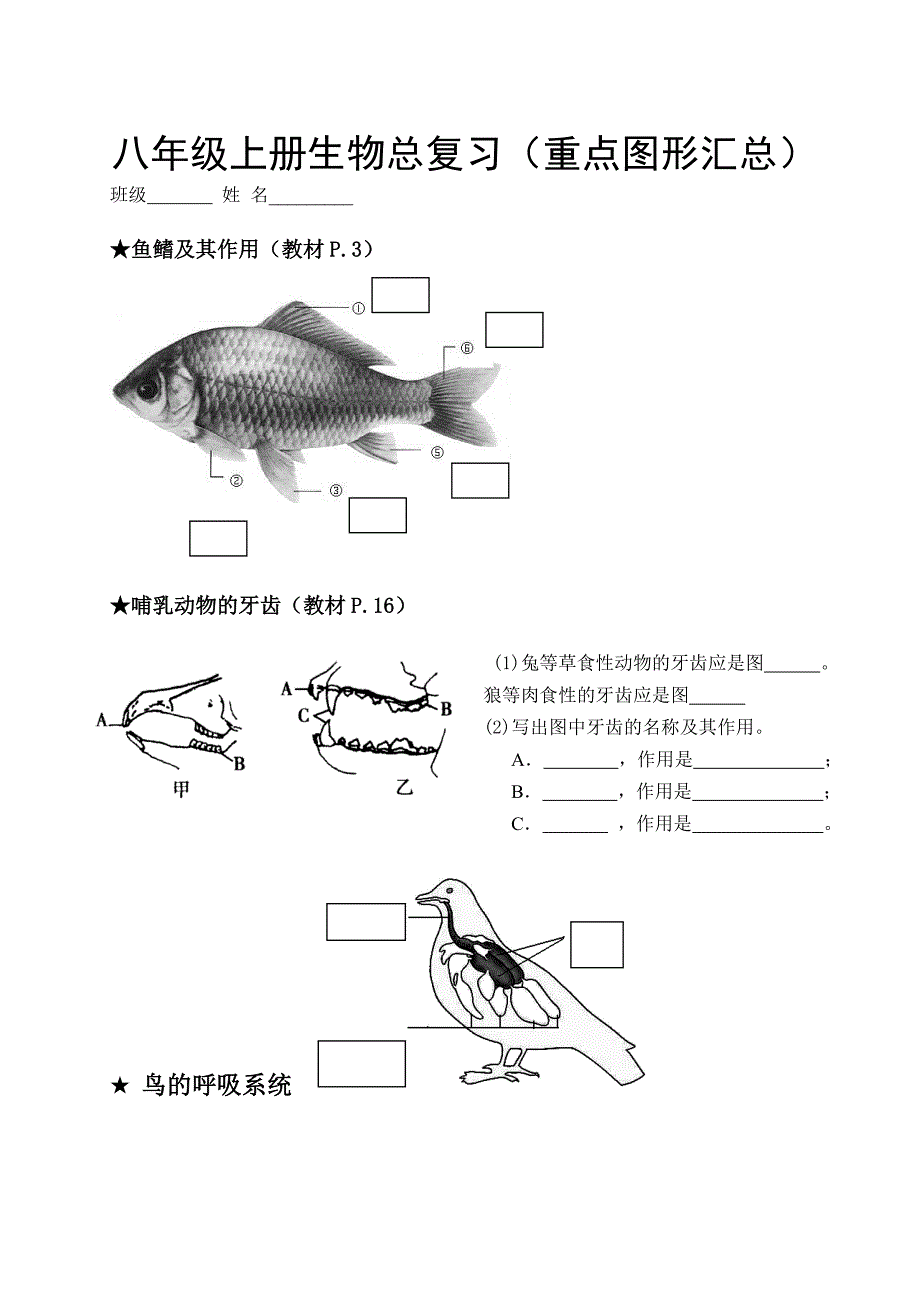 yogo八年级上册生物总复习(重点图形_第1页