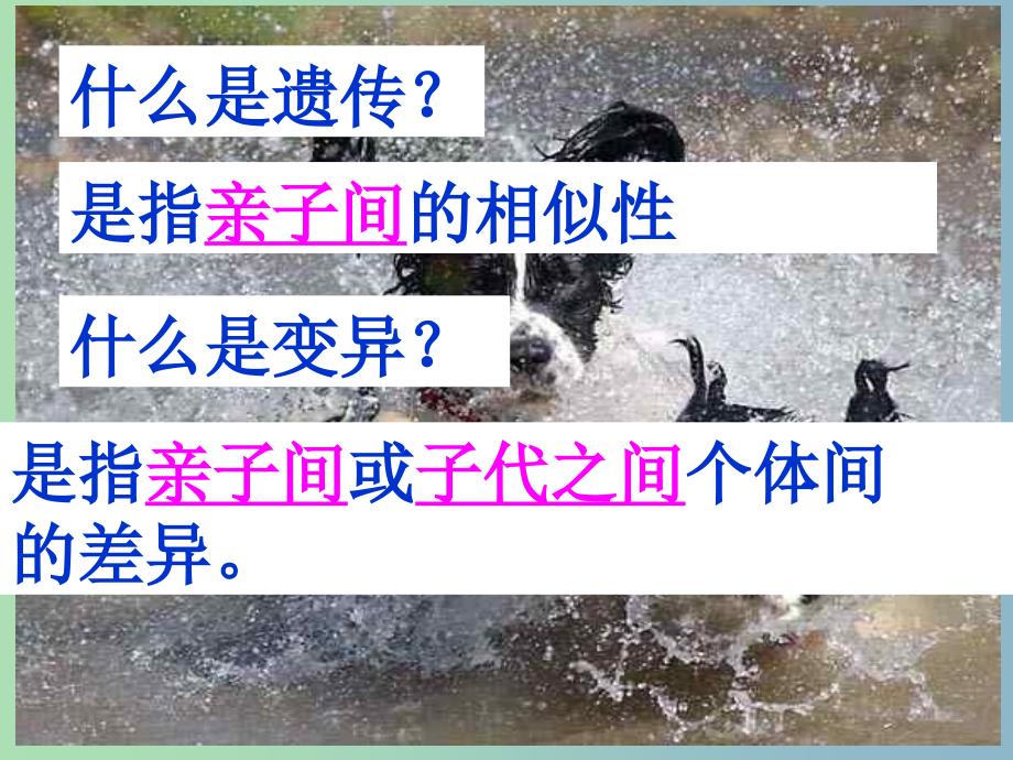 八年级生物下册 第七单元 第二章 第一节 基因控制生物的性状课件 新人教版.ppt_第1页