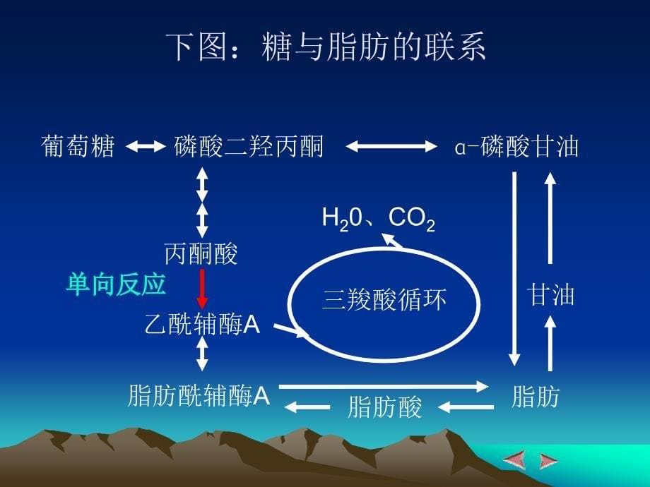 医学课件第12章物质代谢的相互联系和调节_第5页