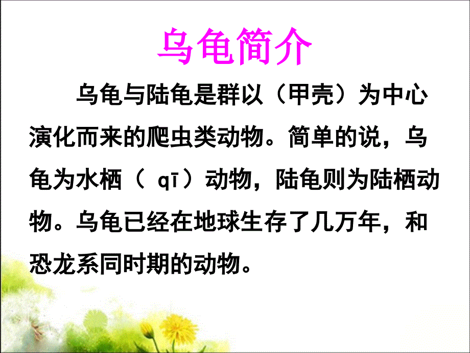 《小乌龟笑了》教学课件_第4页