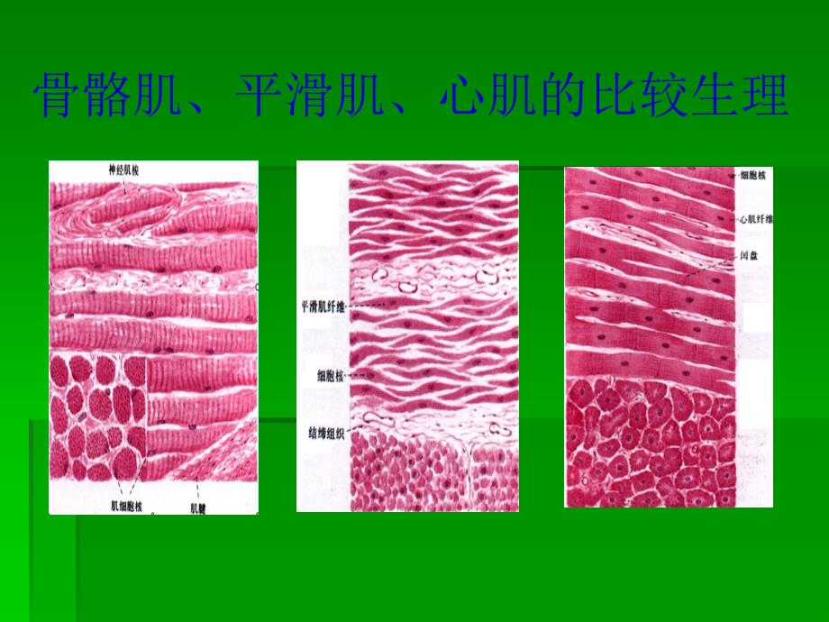 骨骼肌心肌平滑肌的比较PPT012_第1页