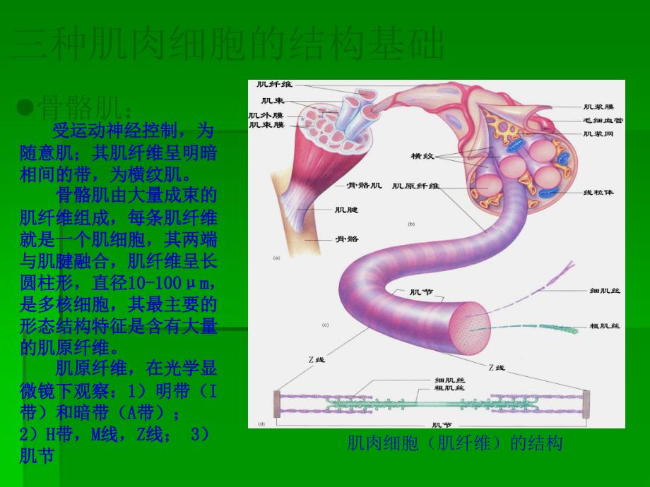 骨骼肌心肌平滑肌的比较PPT012_第2页