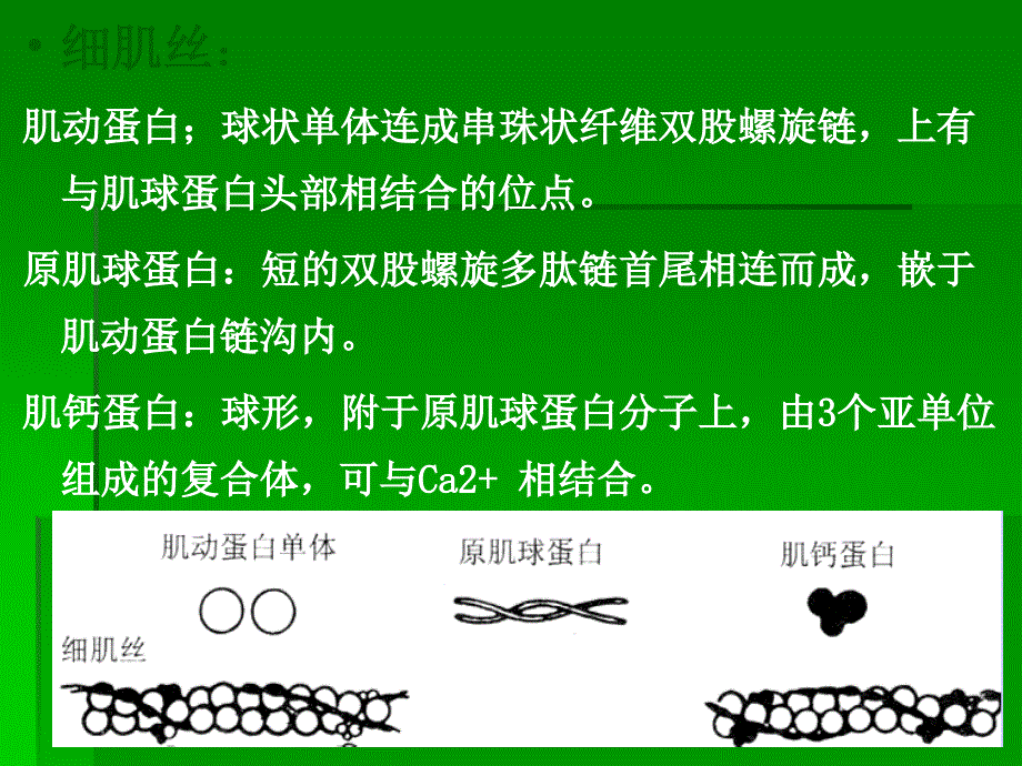 骨骼肌心肌平滑肌的比较PPT012_第4页