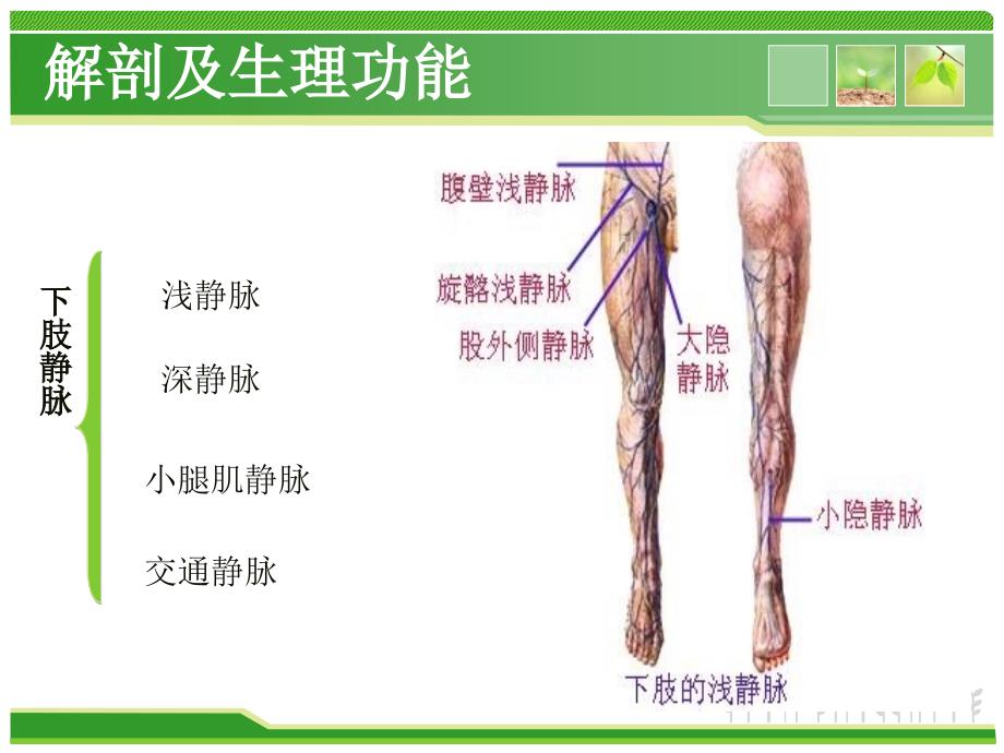 外科下肢静脉曲张ppt课件_第4页