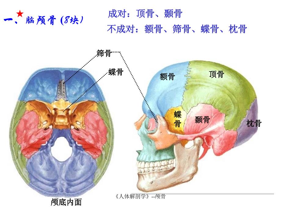 人体解剖学颅骨_第3页