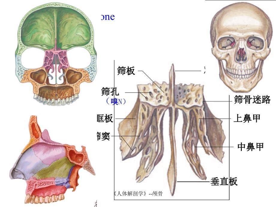 人体解剖学颅骨_第5页