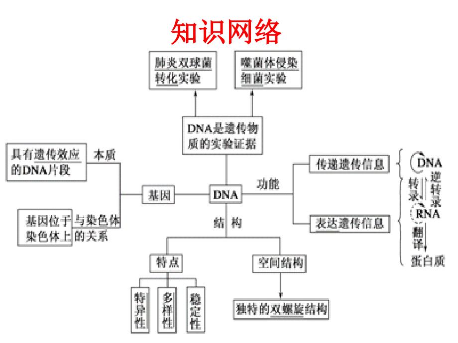 遗传的分子基础二轮复习课件_第4页