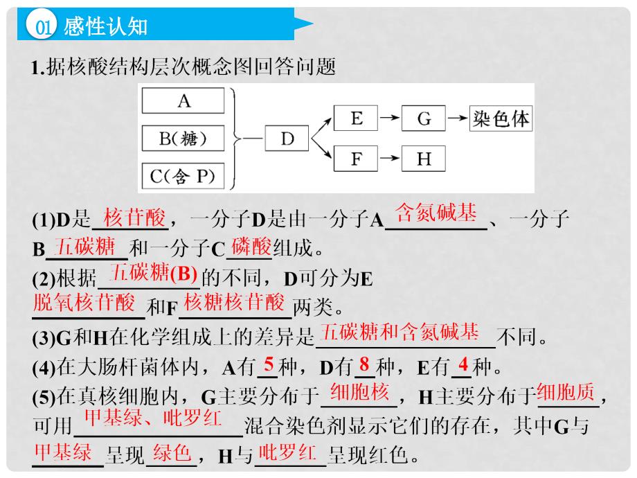 高考生物一轮复习 第一部分 分子与细胞 第一单元 细胞及其分子组成 第五讲 核酸、糖类与脂质课件_第4页