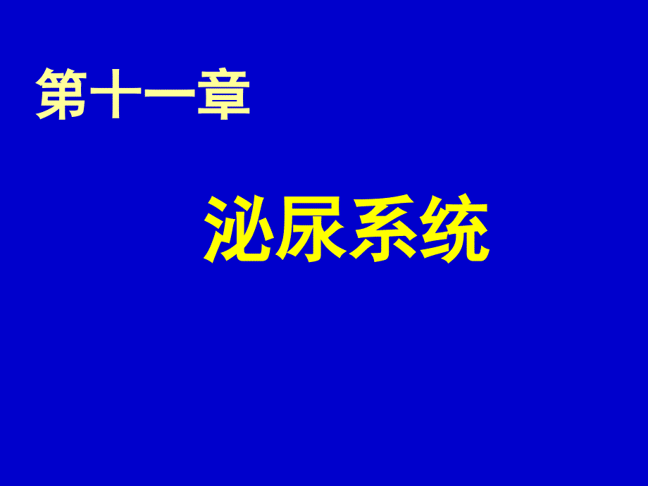 《组织胚胎学》课件-泌尿系统（组织学）_第1页