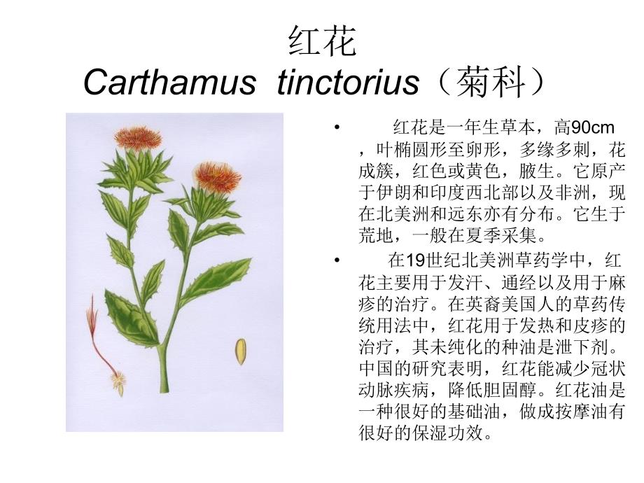 芳香植物资源6_第4页