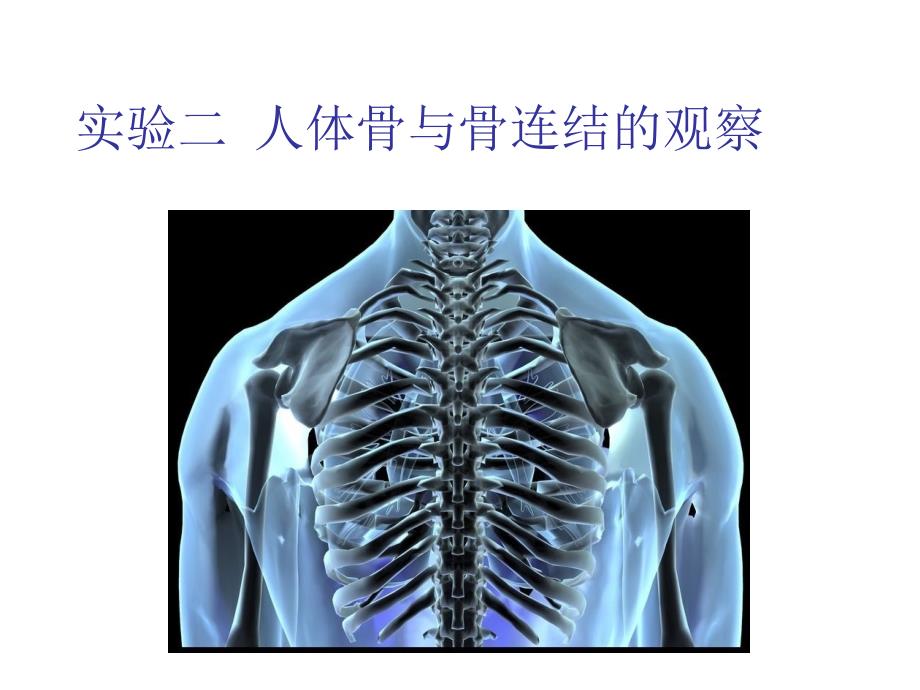 人体解剖学实验二人体骨架的观察2016_第1页