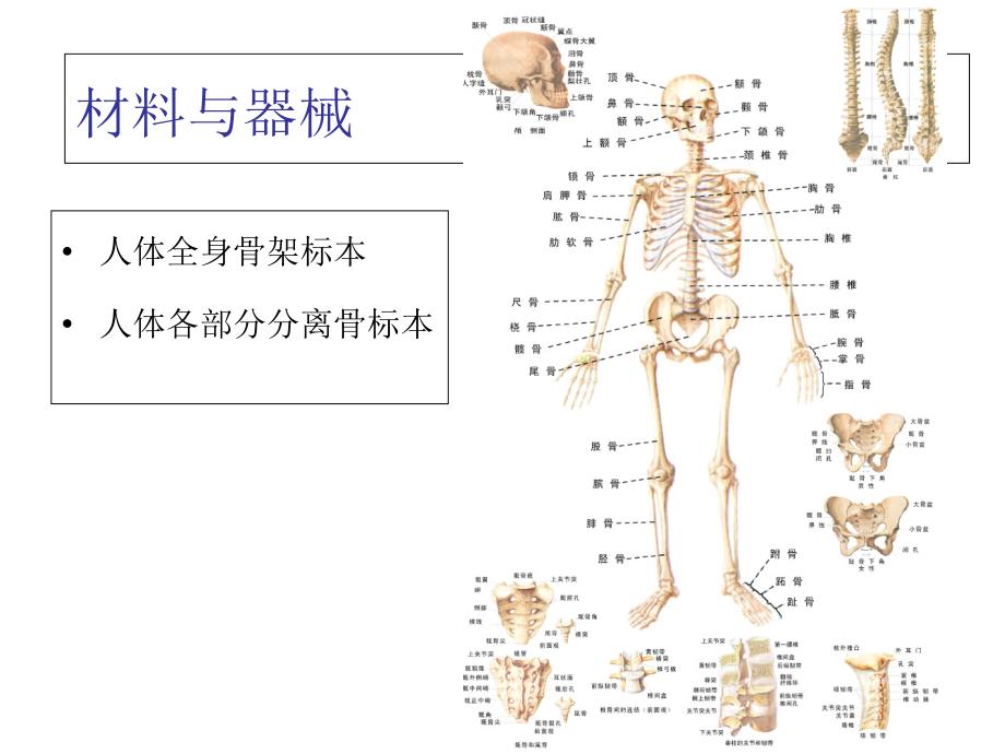 人体解剖学实验二人体骨架的观察2016_第3页