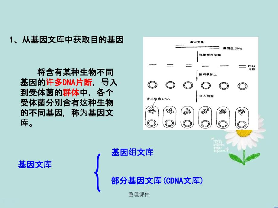 201x高中生物专题1基因工程1.2基因工程的基本操作程序基础版新人教版选修_第4页