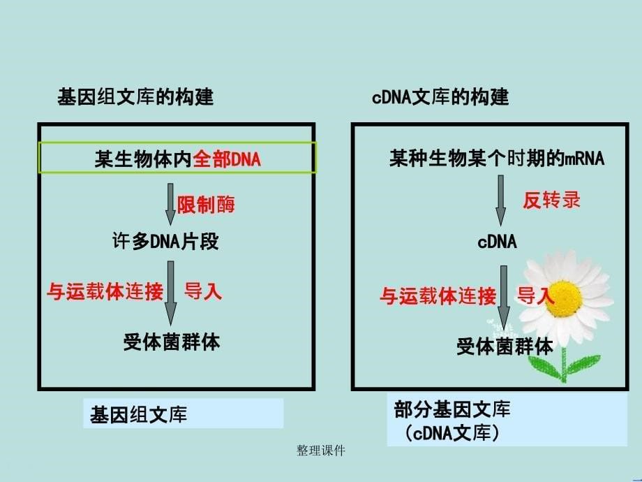 201x高中生物专题1基因工程1.2基因工程的基本操作程序基础版新人教版选修_第5页