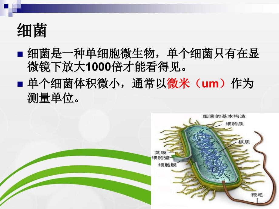 烹饪卫生与安全学第二章餐饮食品生物性危害及其控制课件_第4页