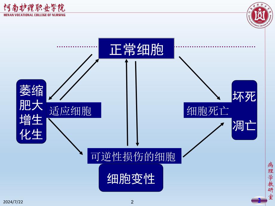 组织的适应、损伤与修复()课件_第2页