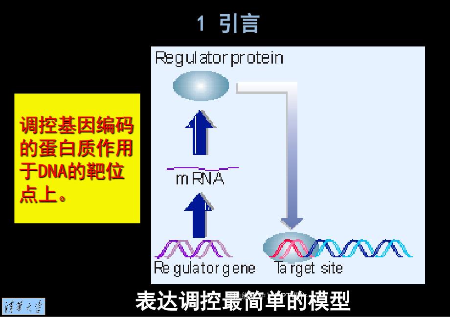 操纵子中课件_第4页