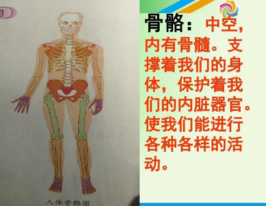 教科版小学科学四年级上册《骨骼、关节和肌肉》课件1_第5页