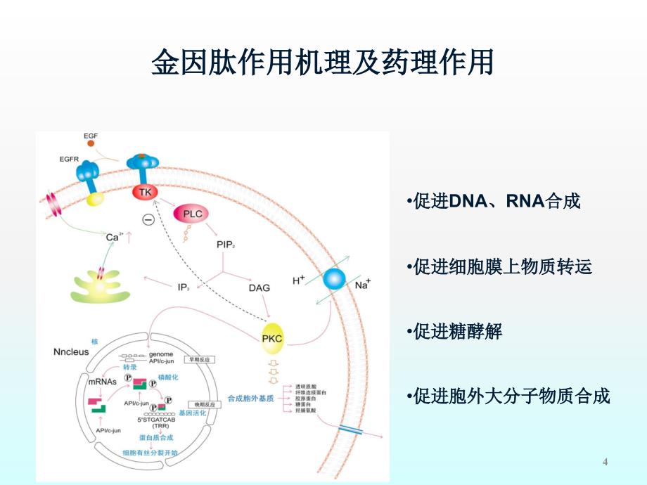 金因肽放疗科应用ppt课件_第4页