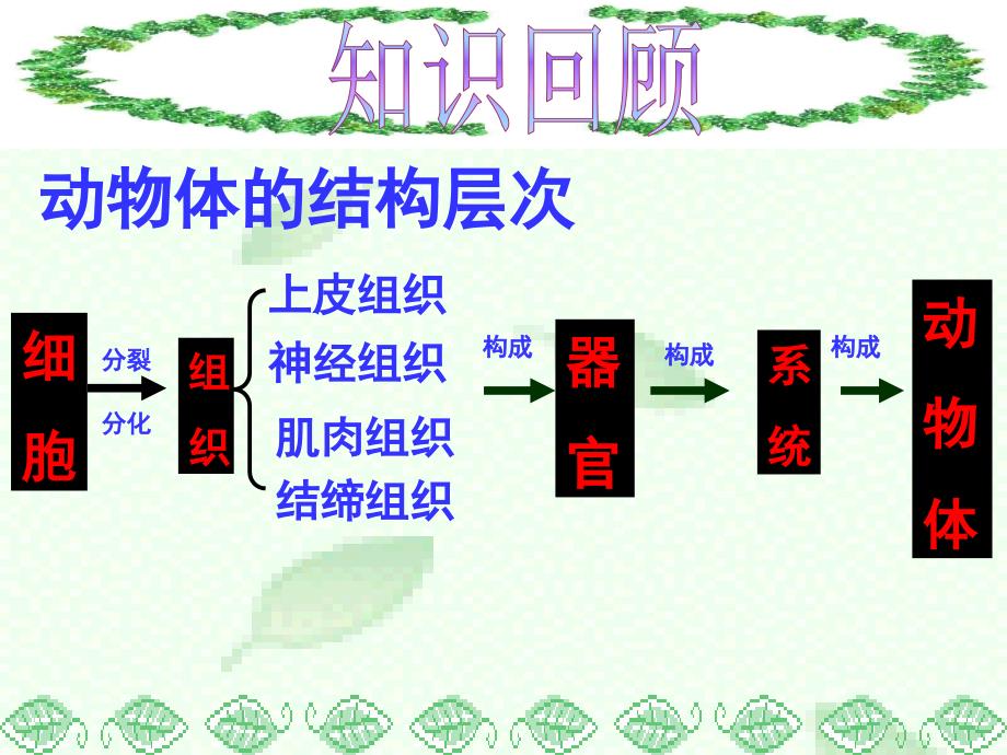 《植物体的结构层次》PPT课件.ppt_第2页