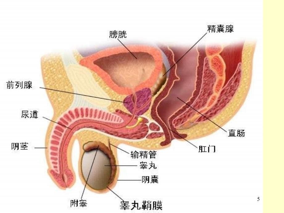 前列腺肥大防治进展PPT课件_第5页