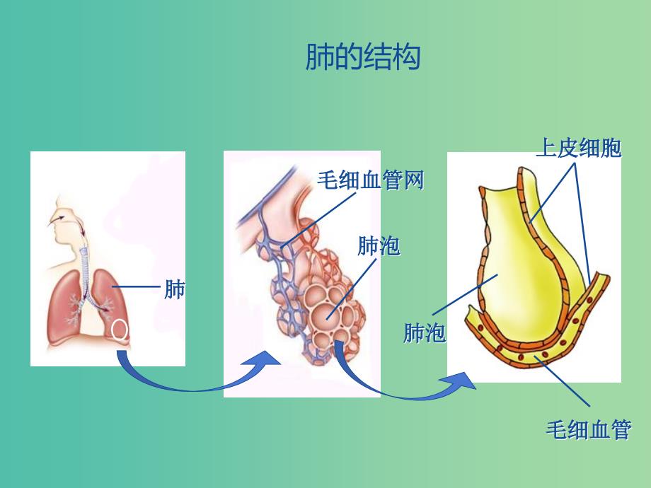 七年级生物下册 第三章 第一节 呼吸-肺的结构和功能课件 冀教版.ppt_第2页