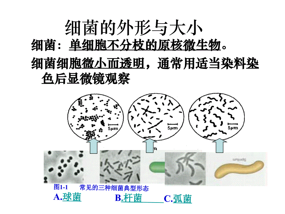 微生物的培养与应用课件_第4页