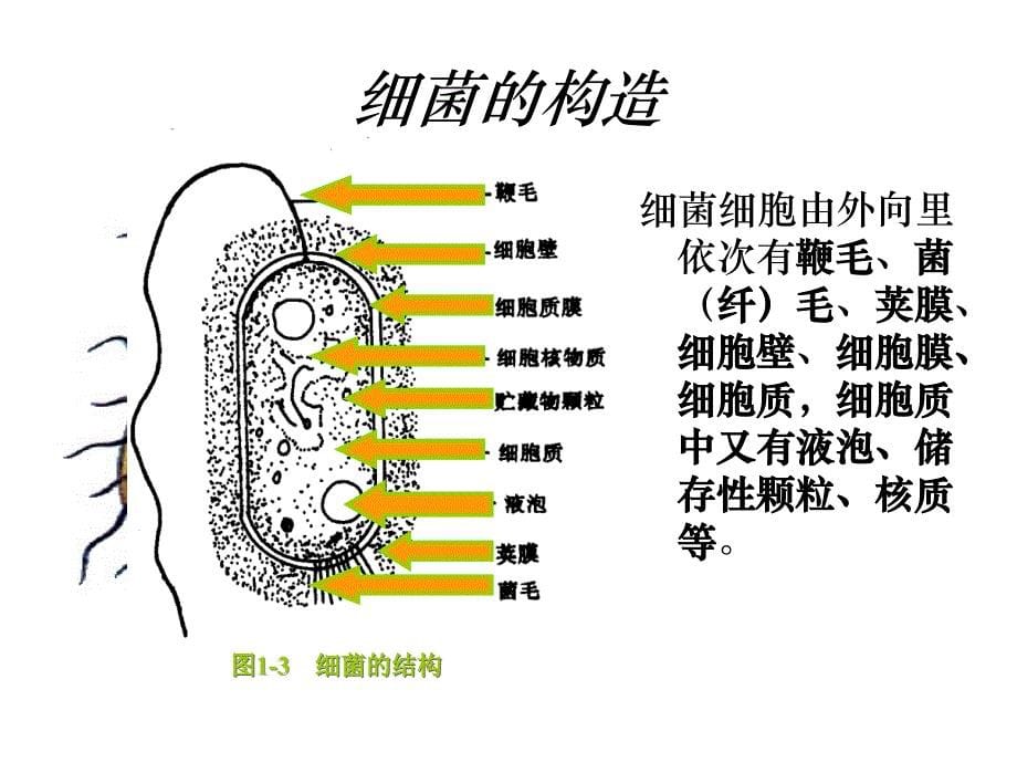 微生物的培养与应用课件_第5页