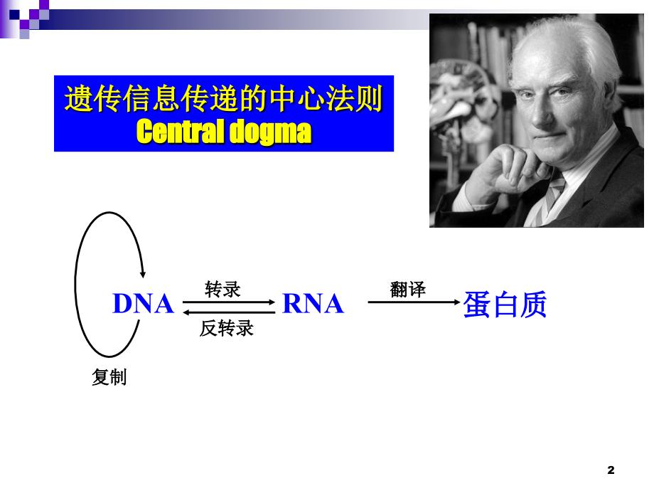 遗传信息传递-1PPT_第2页