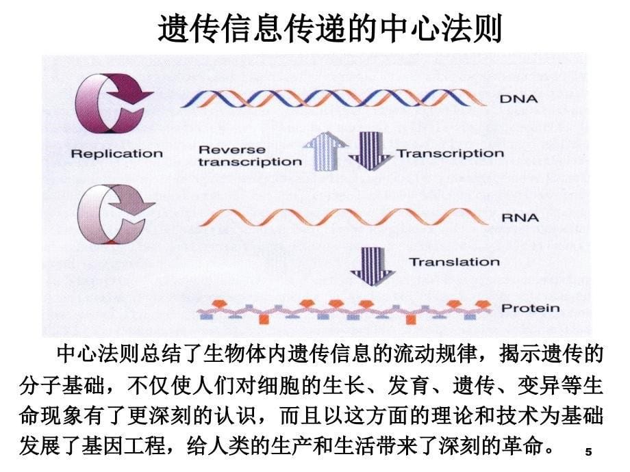 遗传信息传递-1PPT_第5页