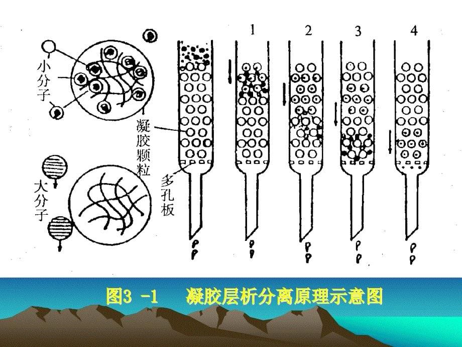 凝胶过滤层析法测定蛋白质分子量_第5页