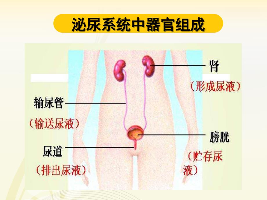 学前儿童的泌尿系统的特点及保育课堂PPT_第1页