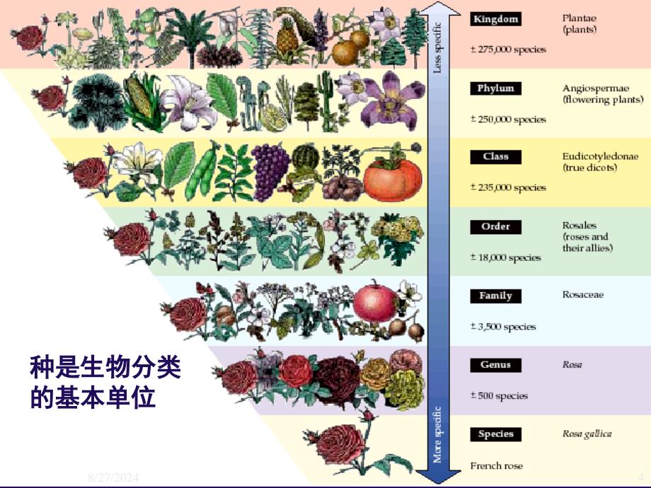 进化生物学：7 生物进化方式－大进化_第4页