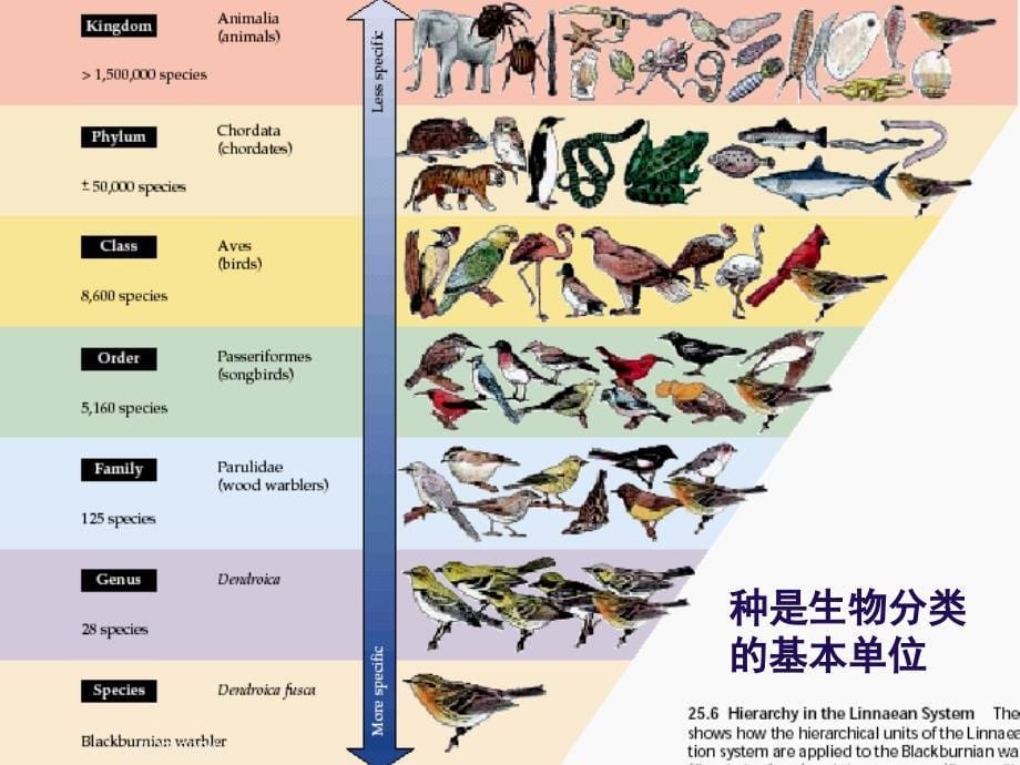 进化生物学：7 生物进化方式－大进化_第5页