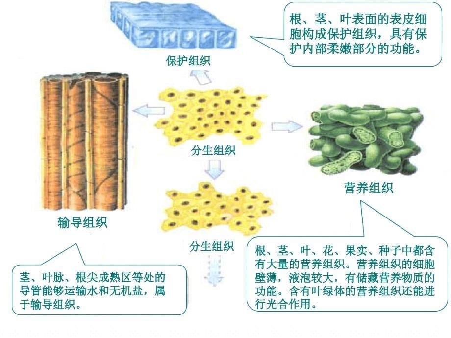 人教版七年级生物上册223植物体的结构层次课件共25张_第5页