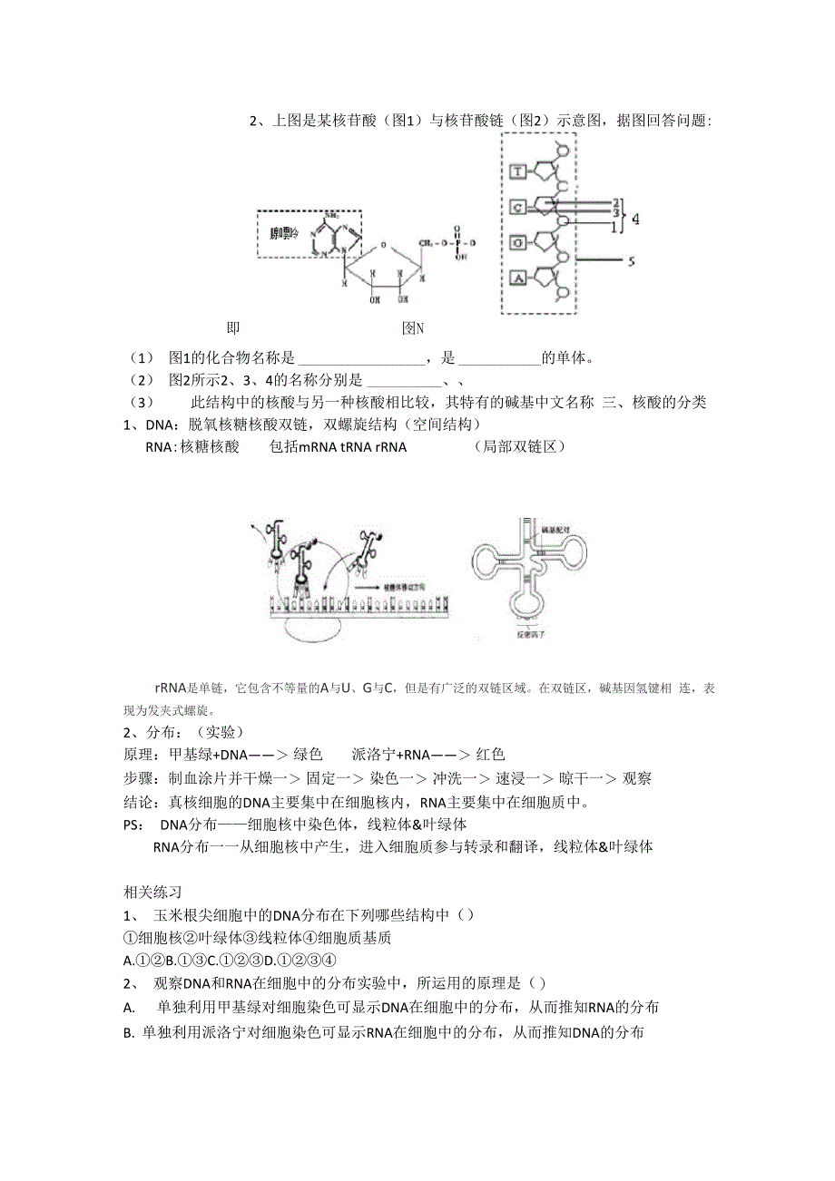 核酸的结构与功能_第4页