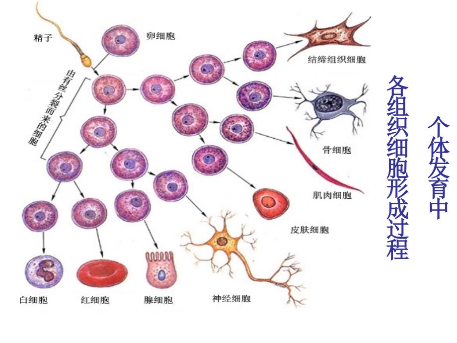 高中生物第六章第二节细胞的分化课件人教版必修一_第3页