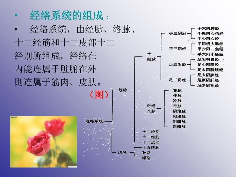 中医诊断学之经络PPT课件_第5页