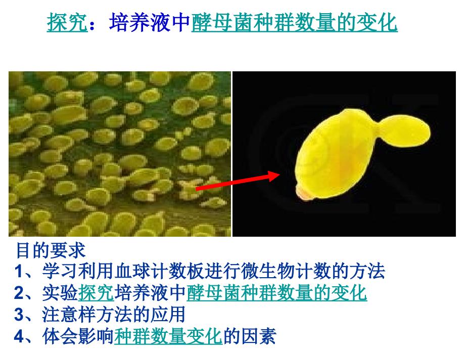 培养液中酵母菌种群数量的变化_第2页