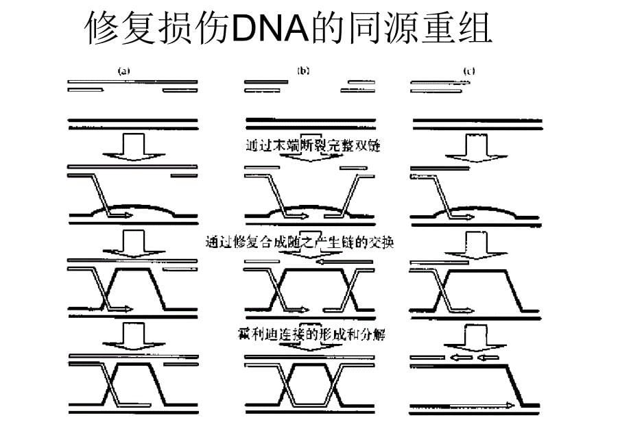 分子生物学第六章基因重组_第5页