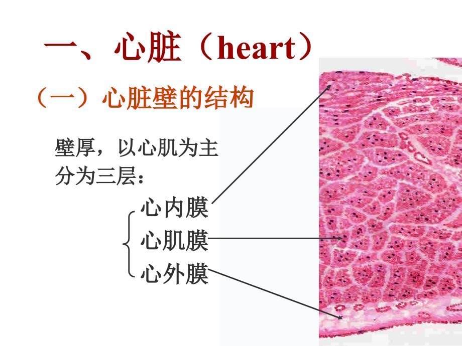 组织学与胚胎学课件：循环系统_第5页