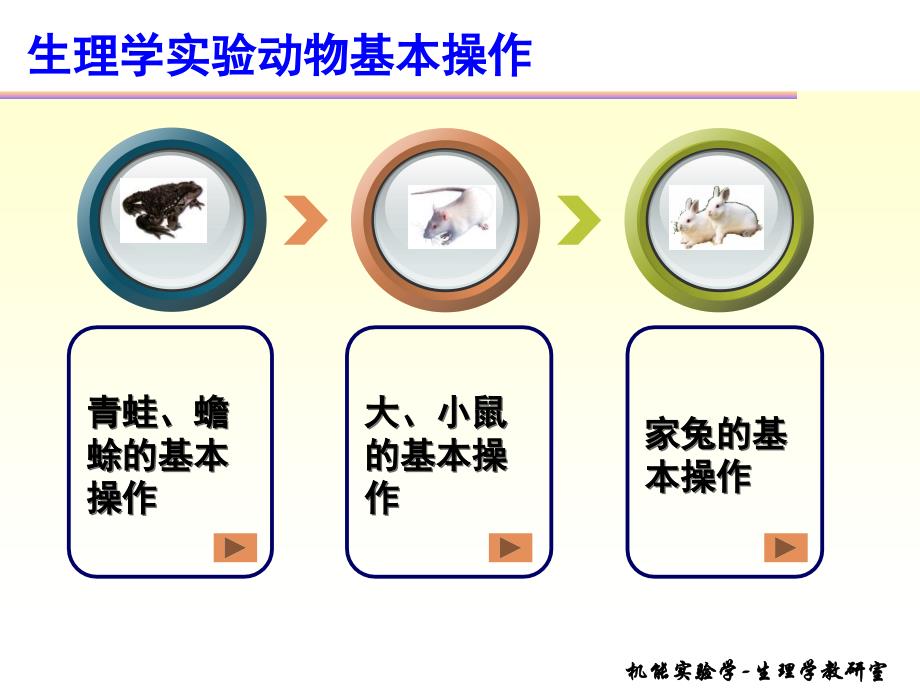 机能实验学实验动物基本操作课件_第2页