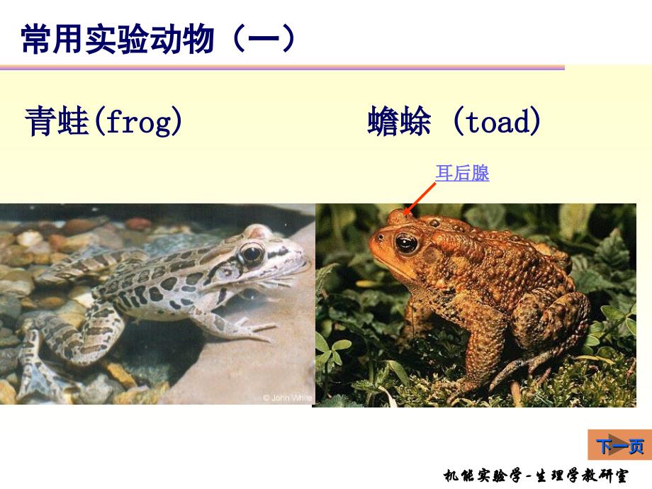 机能实验学实验动物基本操作课件_第3页